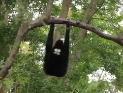 Gibbon in a tree. Stock Footage