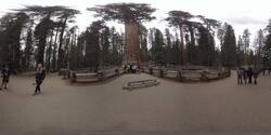 Biggest Tree In History, 'General Sherman' In Sequoia Stock Footage