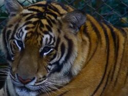 Tiger, Thailand Stock Footage