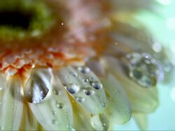 HD Super Slow-Mo: Drops Dripping From A Flower Stock Footage