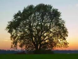 HD TIME-LAPSE: Cultivating Land At Sunset Stock Footage