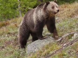 MS Shot of grizzly bear foraging in meadow / Tetons, Wyoming, United States Stock Footage