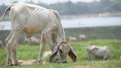 Cow eating grass in ranch field near lake Stock Footage