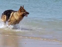 MS TS SLO MO Shot of German Shepherd male running through waves at beach / Normandy, France, Europe Stock Footage