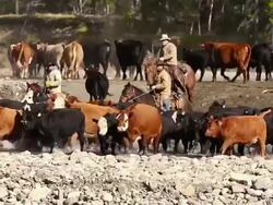 Cowboys  on horseback herding cattle across a river Stock Footage