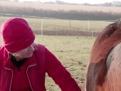 CU Woman brushing horse's coat in winter / Helland, Bodmin, Cornwall, United Kingdom Stock Footage