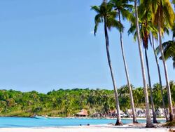Tropical beach, palm tree and sea water Stock Footage