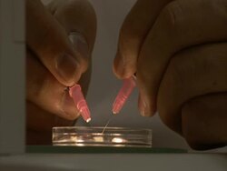 Gloved hands carefully using two needles to shift an object in a Petri dish, Royan Institute, Esfahan, Iran(sound available) Stock Footage
