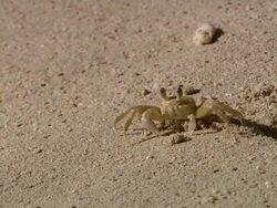 MS Crab on the sand beach / Brightown, Barbados Stock Footage
