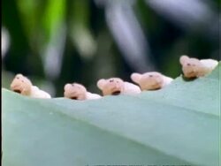 Caterpillar, MCU line of pinkish caterpillars eating edge of leaf away, pans left to right, Panama Stock Footage