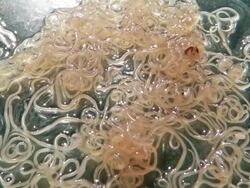 Anisakis nematode fish parasites in a petri dish Stock Footage