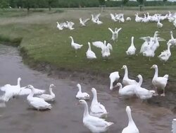 WS View of flock of geese / Serrig, Rhineland-Palatinate, Germany Stock Footage