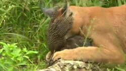 A caracal cat attacks a small vulture. Stock Footage