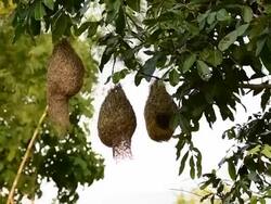 Skylark bird nests Stock Footage