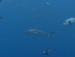 MS TS Grey reef shark swimming in blue / Palau, Micronesia, Palau  Stock Footage