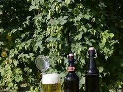 MS TD Bottle and glass of beer and pretzel on a table in hop garden / Mainburg, Bavaria, Germany Stock Footage