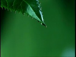 High Speed - CU water dripping from leaf, Front view, green background Stock Footage