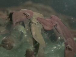 Tadpoles of Common Frog (Rana temporaria) with gills Stock Footage