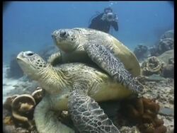 MS Green Turtle pair mating on reef with diver videographer in background, Sipadan, Borneo, Malaysia Stock Footage