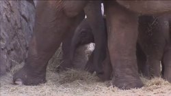 Baby elephant presented to cameras in Tel Aviv Zoo News Clip