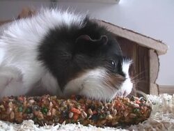 Guinea Pigs Stock Footage