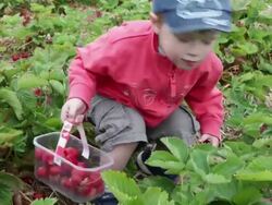 Boy (1-2 years) picking strawberries, UK Stock Footage