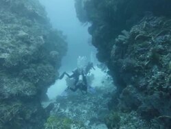 WS Divers swimming through coral reef Stock Footage