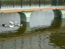 Ducks and the goose Stock Footage