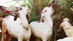 Sheep herd grazing outdoot Stock Footage