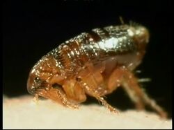 BCU Cat Flea (Ctenocephalides felis) feeding, on human skin, Profile Stock Footage