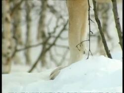 CU tilting up from feet to face of Grey wolf standing in snow, Arctic circle Stock Footage