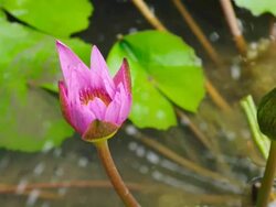 Waterlily blooming - Time Lapse Stock Footage