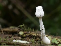 Time-lapse of fungi growing on a dead tree trunk on the rainforest floor in Ecuador Stock Footage