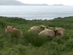 Highland Cows (Bos Taurus) Stock Footage