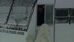 An operator retreats as a polar bear stands and looks into the open window of an all terrain vehicle. Stock Footage