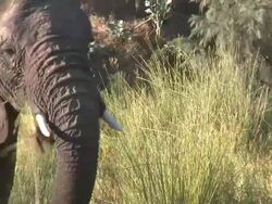 Desert Elephant (Loxodonta africana) feeding on grasses, Ugab River Basin, Namibia: desert-dwelling population of African Bush Elephant though not distinct subspecies Stock Footage