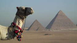 A camel rests before the pyramids of Cairo, Egypt. Stock Footage