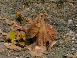 Brown mimic (Octopus sp.), a long-armed octopus. Filmed in the Lembeh Strait, Sulawesi, Indonesia Stock Footage