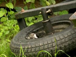 Tirebath: Bird splashing Stock Footage