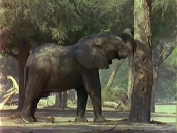 African Elephant (Loxodonta africana), MCU elephant pushes Acacia albida tree with trunk, pods fall to the ground Stock Footage