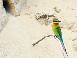 Blue tailed Bee eater on a branch.(Merops philippinus) Stock Footage