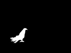 Landing Eagle (Loopable) Stock Footage