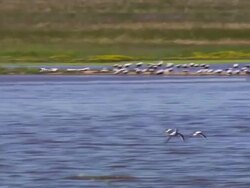 MS PAN Shot of River with seagulls / Werribee, Victoria, Australia Stock Footage