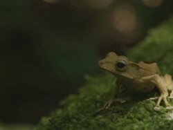 Borneo eared frog on mossey log Stock Footage