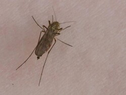 mosquito Stock Footage