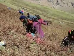 MS Collectors of sex herb at Himalayan Mountains / Durma, Banke District, Nepal Stock Footage