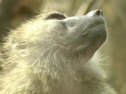 Close Up - A baboon looks around its habitat in Africa / Kenya Stock Footage