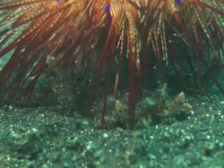Decorator Crab carrying fire urchin, buried in sand, close up, Indonesia  Stock Footage