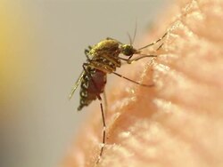 A mosquito takes its fill of blood from a human host. Stock Footage