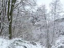  WS PAN  Heavy snow in forest landscape during winter / Saarburg, Rhineland-Palatinate, Germany Stock Footage